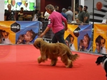 xposcion-canina-Nacional-e-Internacional-de-Torrepacheco-2023-11