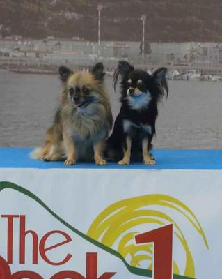 Xampan y Wolyta, perro de raza Chihuahua de Pelo Largo