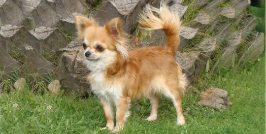 CH. Pachampana de Dasilva, Chihuahua de Pelo Largo
