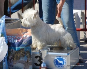Cocopaulus Royal Bel, campeón de belleza, West Highland white terrier