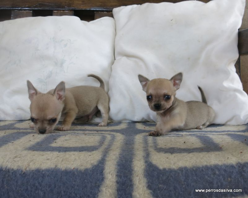 Dasilva - Perros Dasilva cachorros de la Chihuahua